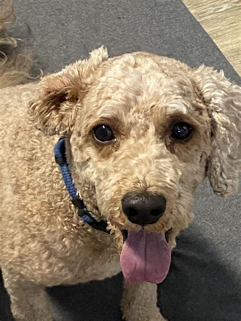 Puleo Pets | Allentown PA