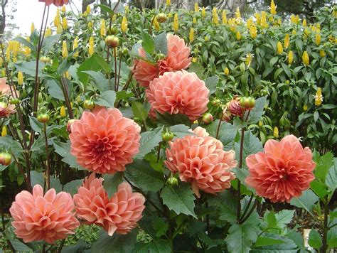 Dahlia Facts and Medicinal uses