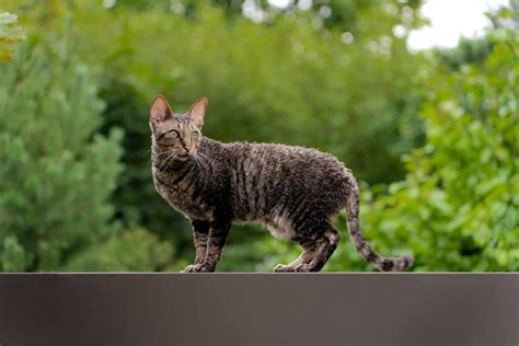 Cornish Rex Fakta Bilder Och Information Allt Om Katten