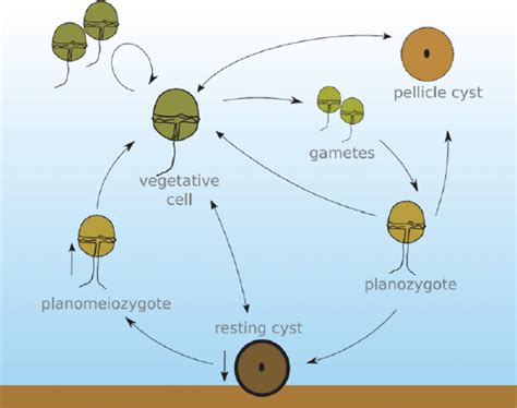 Dinoflagellates Diagram