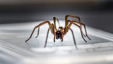 What Attracts Spiders In The House Insight Pest Management™