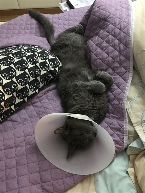 Pu Surgery Recovery | TheCatSite