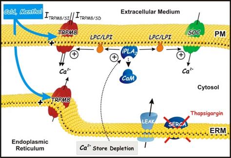 Schematic Depiction Of Trpm8 Activation Modes Evident From Our Study