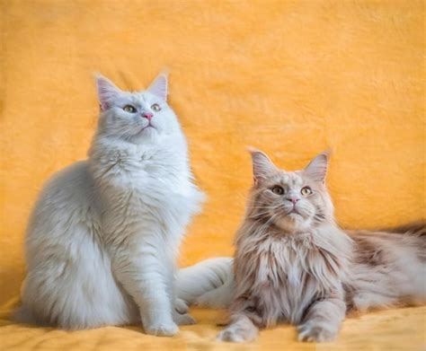 Short Haired Maine Coon—are They The Real Deal