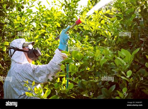 Fumigación De Insecticidas De Malezas La Agricultura Ecológica Orgánica Aplicar Los