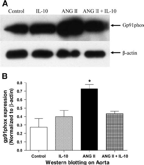 A Representative Western Blot Showing Expression Of The Nadph Oxidase