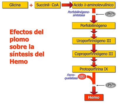 PPT Metabolismo del Hemo Ictericias Porfirias Intoxicación por Plomo