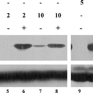 Erk And Jnk Activities Are Needed For Tcdd Dependent Cyp A Induction