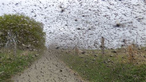 Experts Rush To Huge Midge Swarm At Loch Leven Bbc News