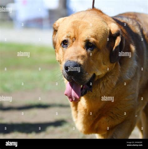 Dog Breed Spanish Mastiff Stock Photo Alamy