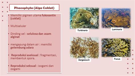 PROTISTA MIRIP TUMBUHAN (ALGA) X IPA 1
