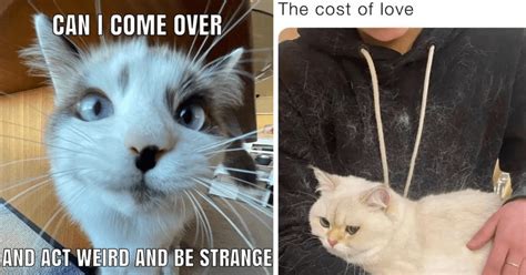 Cat Memes For People Who Would Much Rather Stay In Tonight With Their