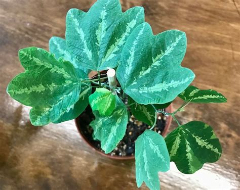 Passiflora Trifasciata Passionfruit Vine 4 Plant Free Shipping Indoor Plant T Houseplant Etsy