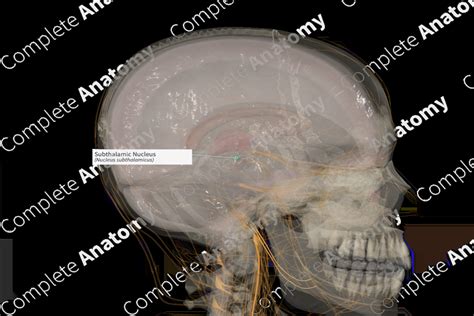 Subthalamic Nucleus (Right) | Complete Anatomy