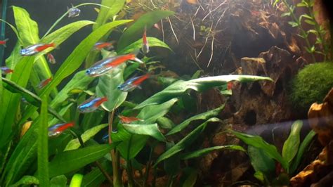 Neon Tetra Red Cherry Shrimp Fish Tank Youtube