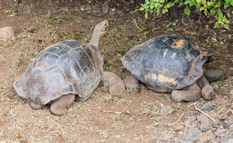 Censo Revela Recuperaci N De Poblaci N De Tortugas En Isla De Las Gal Pagos