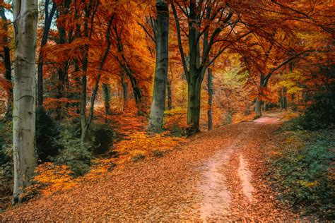 Foto Van Bomen Tijdens De Herfst · Gratis Stockfoto