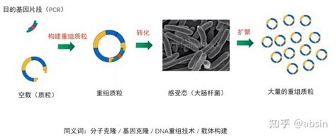 分子克隆技术全攻略 知乎