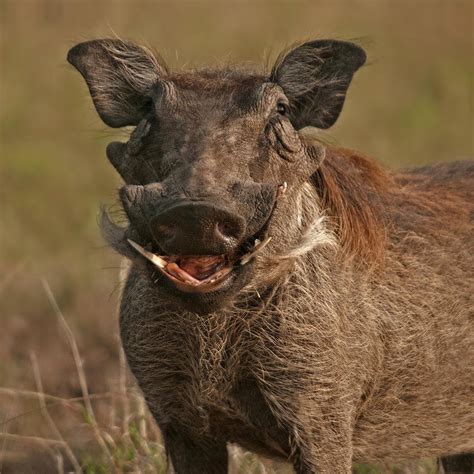 Fotografía La Sonrisa Del Facocero De Salvador Solé Soriano