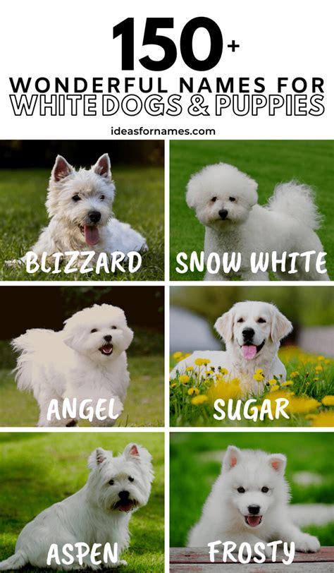 150+ Wonderful Names For White Dogs And Puppies