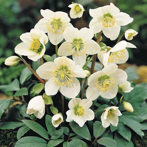 Морозник восточный White Lady (Helleborus orientalis White Lady)