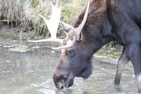 Wildlife of Yellowstone Bear World | Yellowstone Bear World