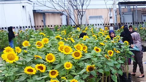 Bunga Matahari Di Rooftop Mall Jagad Tani Petaninya Milenial