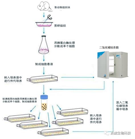 点成分享丨细胞培养三步骤——复苏、传代、冻存 知乎