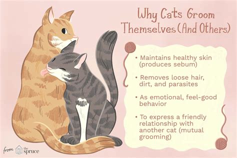 Heres Why Cats Groom Themselves