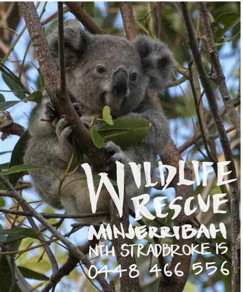 Wildlife Rescue Minjerribah | North Stradbroke Island