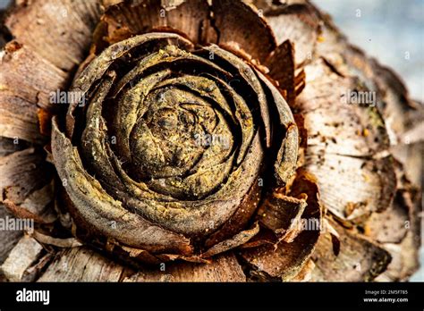 Very Close Up Semi Abstract Patterns In Nature Of Lebanese Cedar Cedrus