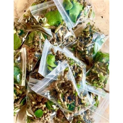 Jual Umbi Bibit Tanaman Binahong Hijau Per 50 Umbi Shopee Indonesia