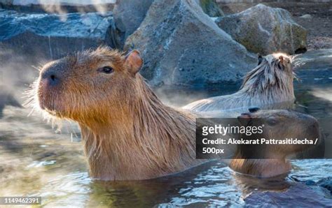 120 Japan A Capybara Stock Photos, High-Res Pictures, and Images ...