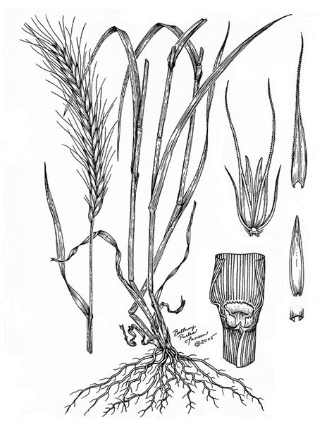 Identification Of Grasses Commonly Found In Oklahoma Wheat Fields Oklahoma State University