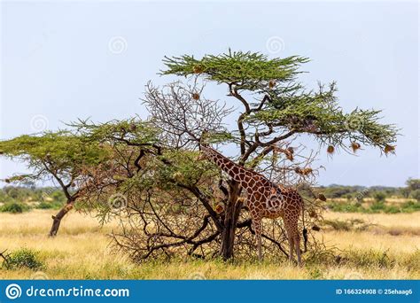 Two Somalia Giraffes Eat The Leaves Of Acacia Trees Stock Photo Image