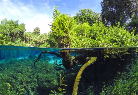 Rainbow Springs State Park | Florida State Parks