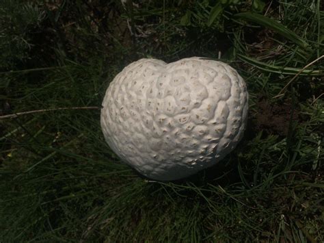 Головач мешковатый (Bovistella utriformis) фото и описание