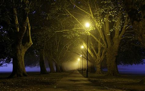 Sunlight Trees Landscape Lights Night Nature Park Photography