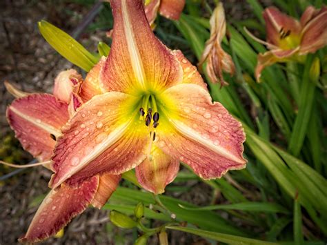 Hemerocallis George Caleb Bingham 72022 Daylily V2 Flickr