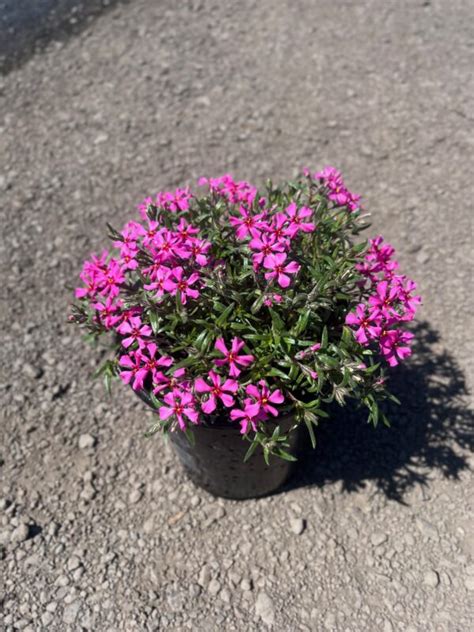 Phlox S Red Wings Red Wings Creeping Phlox Feeney S Wholesale Nursery