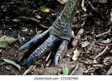 102 Cassowary Feet Royalty-Free Photos and Stock Images | Shutterstock