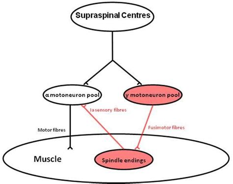 Quadriceps Arthrogenic Muscle Inhibition Neurophysiological Mechanisms