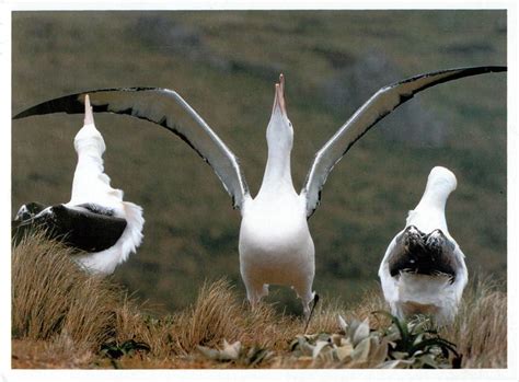 Royal Albatross Diomedea Epomophora Albatross Birds Bird