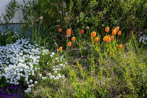 Printemps De Fleurs Strasbourg France 111 Mateusz MARCZYK Flickr