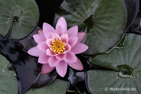 Nymphaea Norma Gedye Agua Be Waterlelies En Lotus