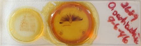 Oxyodes scrobiculata 2689 - CUIC