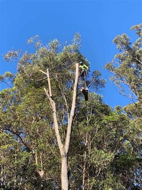 Rhino Trees Nathan Valley Rd Mount Nathan Qld 4211 Australia