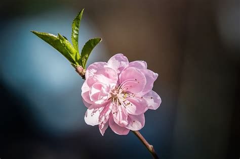 Flower Peach Blossom Macro Not Free Photo On Pixabay Pixabay