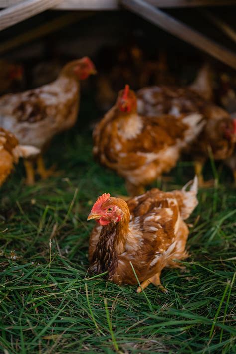 Pastured Chicken Triple Oaks Farm LLC