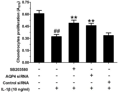 Aquaporin Blockage By Sirna Protects Rat Articular Chondrocytes From